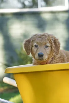 Ten week old Red Golden Retriever puppy, sitting in a wheelbarrow. (PR) Ten week old Red Golden Retriever puppy, sitting in a wheelbarrow. (PR)