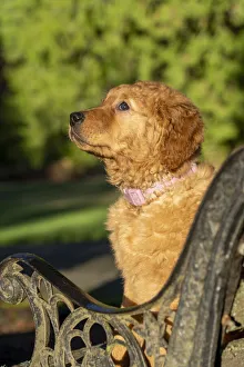 Copy Space Prints: Ten week old Red Golden Retriever puppy. (PR)