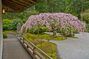 Gravel Prints: Weeping Cherry, Paviliion, Flat Garden, Portland Japanese Garden, Portland, Oregon, USA