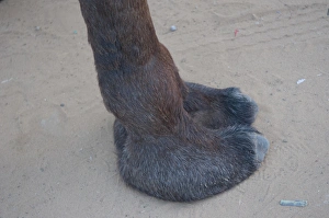 Ungulate Prints: Weirdly squishy camel foot, Pushkar, Rajasthan, India