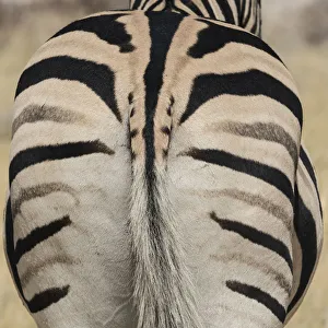 Hair Prints: Well-groomed butt end of a Burchells Zebra, equus quagga burchellii, Etosha National Park