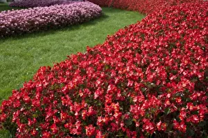 Wels, Upper Austria, Austria - Rows of red and pink flowers separated by grass are
