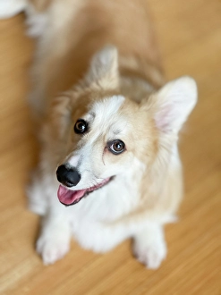Images Dated 31st October 2024: Welsh Corgi dog portrait looking up at camera