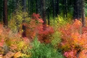 Wenatchee National Forest in Autumn, Washington, USA