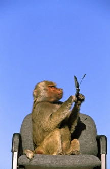 Staring Prints: West Africa. Captive hamadryas baboon, or papio hamadryas