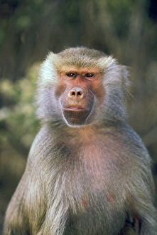 West Africa Prints: West Africa. Hamadryas baboon, or papio hamadryas