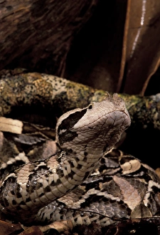 West African Gaboon Viper (Bitis gabonica)
