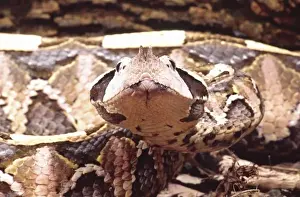 West African Gaboon Viper, Bitis gabonica rhinoceestern Africa