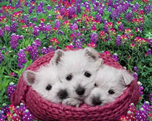 Puppy Prints: West highland white terrier puppies in basket