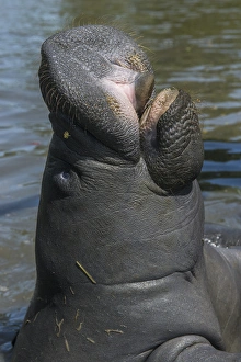 Georgetown Prints: West Indian Manatee (Trichechus manatus), Georgetown, GUYANA