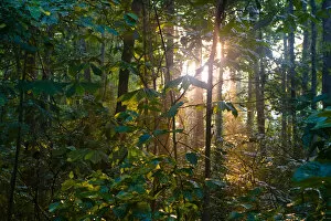 A West Virginia hardwood forest with the late afternoon light piercing through the trees