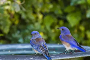 Western Bluebird ( Sialia mexicana) Perched on a Backyard Birdbath