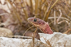 Population Prints: Western Coachwhip (Masticophis flagellum) red colored population in west Texas