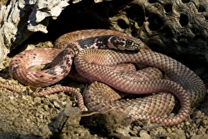 Images Dated 30th April 2005: Western Coachwhip Snake, Masticophis flagellum, resting on sand by a log in SW Arizona, USA