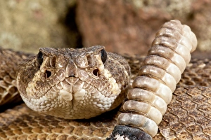 Images Dated 22nd February 2009: Western Diamondback Rattlesnake, Crotalus atrox, Native to Southwestern US