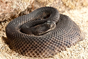 Western Diamondback Rattlesnake, Crotalus atrox, Native to Southwestern US