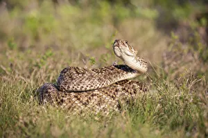 Cameron County Prints: Western diamondback rattlesnake (Crotalus atrox) coiled