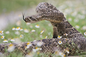 Images Dated 3rd April 2010: Western Diamondback Rattlesnake (Crotalus atrox) coiled to strike