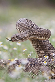 Western Diamondback Rattlesnake (Crotalus atrox) coiled to strike