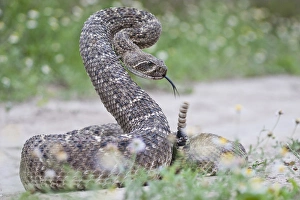 Western Diamondback Rattlesnake (Crotalus atrox) coiled to strike