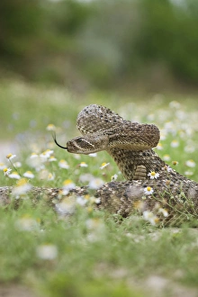 Images Dated 3rd April 2010: Western Diamondback Rattlesnake (Crotalus atrox) coiled to strike