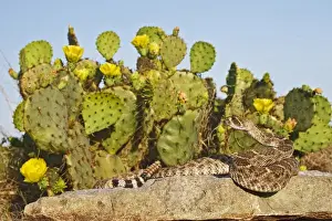 Images Dated 3rd May 2008: Western Diamondback Rattlesnake (Crotalus atrox) sunning on a rock by prickly pear cactus in bloom