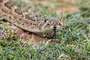 Danger Prints: Western diamondback rattlesnake or Texas diamond-back, Rio Grande Valley, Texas