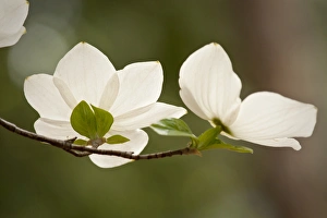 Dogwood Prints: Western dogwood flowers, Yosemite National Park