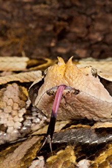 Viper Prints: Western Gaboon Viper, Bitis gabonica rhinoceros, Native to Western and Southern Africa