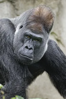 Gorilla Prints: Western Gorilla, Cincinnati Zoo