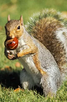 Images Dated 10th August 2006: A Western Gray Squirrel (Sciurus griseus) gathers a chestnut on the University of Washington campus