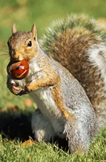 Squirrel Prints: A Western Gray Squirrel (Sciurus griseus) gathers a chestnut on the University of Washington campus