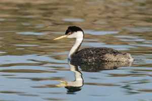 Images Dated 8th May 2019: Western grebe, Elephant Butte Lake State Park, New Mexico