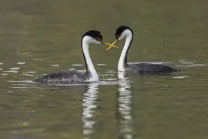 Western grebes, courting