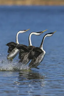 Western grebes rushing
