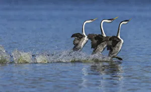 Grebe Prints: Western grebes rushing display