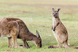 Images Dated 24th November 2011: Western grey kangaroo (Macropus fuliginosus), on Kangaroo Island in the Flinders