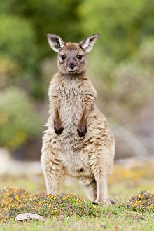Sweet Prints: Western grey kangaroo (Macropus fuliginosus), on Kangaroo Island in the Flinders