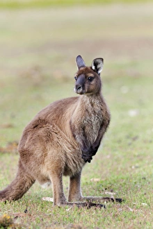 Western grey kangaroo (Macropus fuliginosus), on Kangaroo Island in the Flinders
