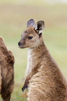 Images Dated 24th November 2011: Western grey kangaroo (Macropus fuliginosus), on Kangaroo Island in the Flinders