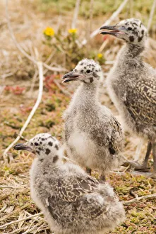 Images Dated 15th June 2007: Western gull chicks (Larus occidentalis), Anacapa Island, Channel Islands National Park