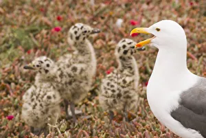Images Dated 15th June 2007: Western gull (Larus occidentalis) and chicks, Anacapa Island, Channel Islands National Park