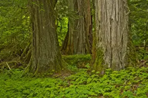 Moss Prints: Western Hemlock; cedar; Grove of the Patriarchs; Mount Rainier National Park; Washington