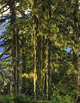 Ketchikan Prints: Western Hemlock & lichen, temperate rainforest, Tongass National Forest, near Ketchikan