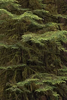 Western hemlock tree, Hoh Rainforest, Olympic National Park, Washington State