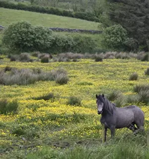In Western Ireland, a horse stands in a bright field of yellow wildflowers