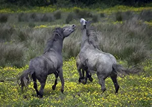 Exciting Prints: In Western Ireland, two horses buck and play in a bright field of yellow wildflowers