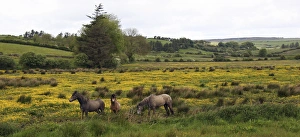 Marilyn Parver Prints: In Western Ireland, three horses with long manes, stand in a bright field of yellow