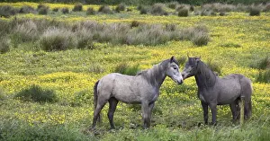 Tender Prints: In Western Ireland, two horses nuzzle in a bright field of yellow wildflowers in