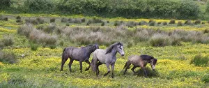 Active Prints: In Western Ireland, three horses run in a bright field of yellow wildflowers in